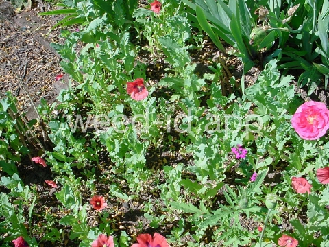 poppy, opium